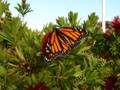 Monarch butterfly
bottlebrush